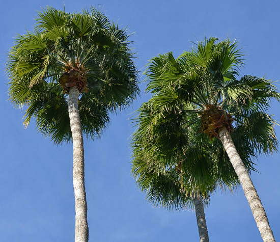 palm trees in arizona